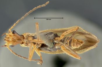 Media type: image;   Entomology 3370 Aspect: habitus ventral view